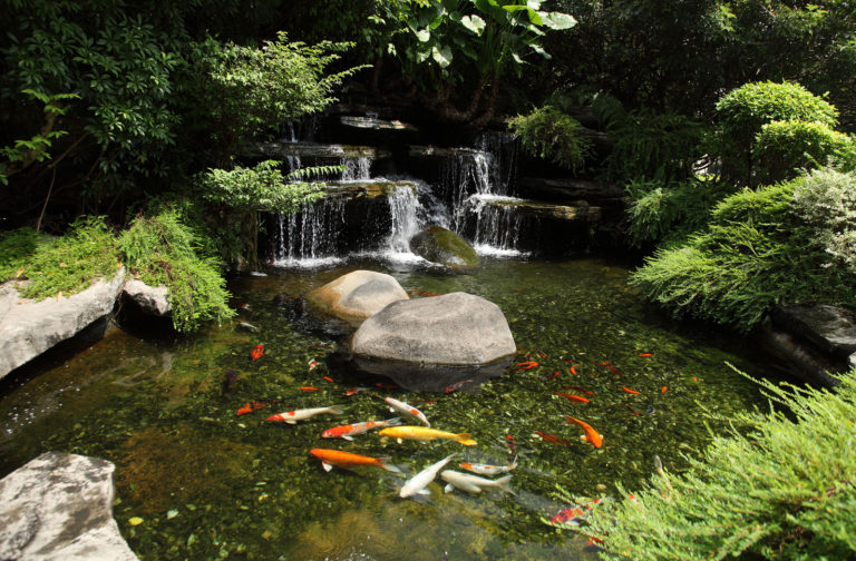 A pond with rocks and fish in it