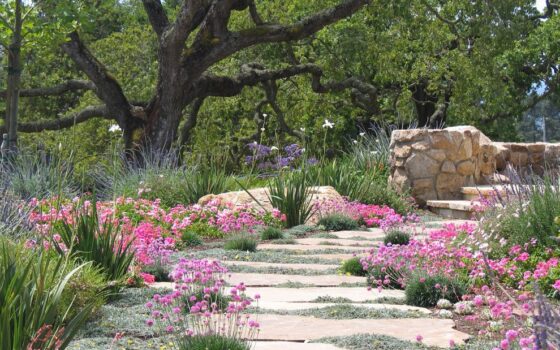 A garden with pink flowers and rocks in the foreground.